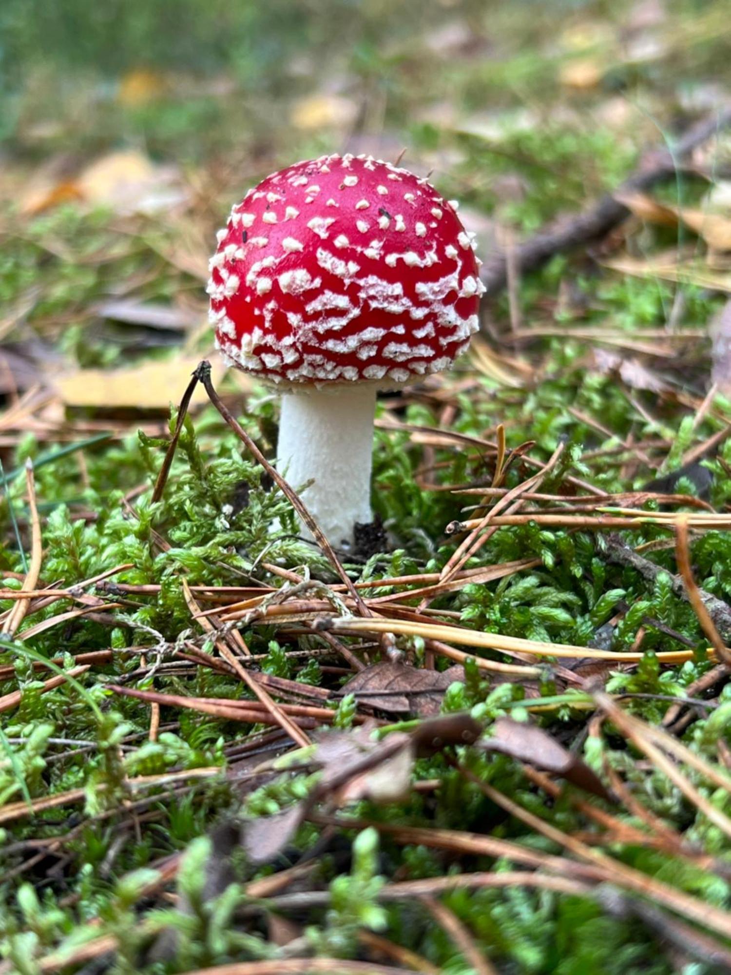 Bosio Nad Morze Ferienhaus Sztutowo