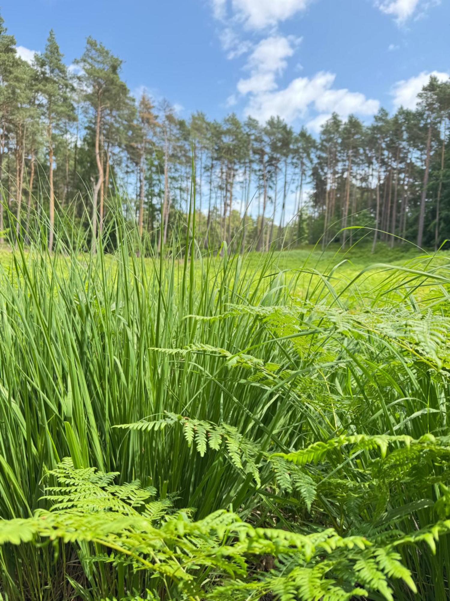 Bosio Nad Morze * Sztutowo
